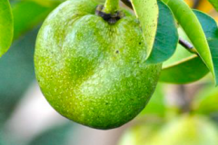 Unripe-Pond-apple-on-the-tree