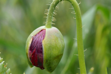 Buds-of-Opium-Poppy