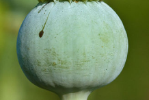 Closer-view-of-unripe-fruit
