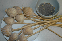 Dried-Poppies-and-seeds