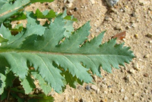 Leaf-of-Opium-Poppy