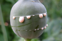 Milky-latex-sap-of-Poppy-fruit