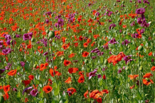 Opium-Poppy-Farming