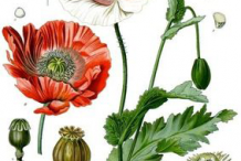 Plant-Illustrations--of-Opium-Poppy