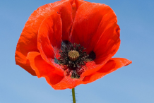 Poppy-Flower