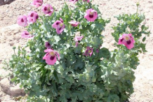 Poppy-plant