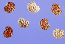 Seeds-of-Opium-Poppy