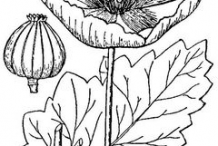 Sketch-of-Opium-Poppy