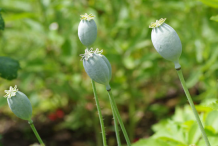 Unripe-Opium-Poppy-fruit