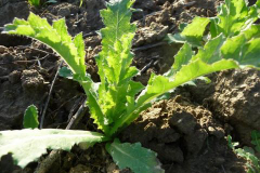 Small-Opium-Poppy-Plant