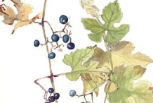 Plant-Illustration-of-Porcelain-berry