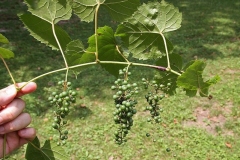 Immature-fruits-of-Porcelain-berry