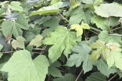Leaves-of-Porcelain-berry