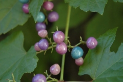 Maturing-berries-of-Porcelain-berry