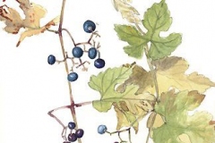 Plant-Illustration-of-Porcelain-berry