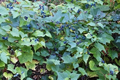 Porcelain-berry-plant-growing-wild