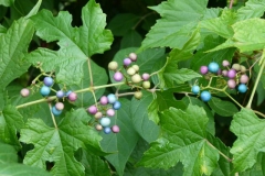 Porcelain-berry-plant