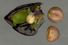 Seeds-of-Porcelain-berry