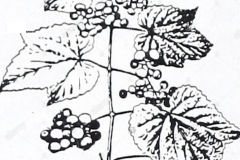 Sketch-of-Porcelain-berry