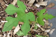Small-sapling-of-Porcelain-berry
