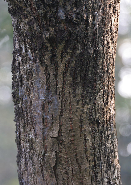 Bark-of-Portia-Tree