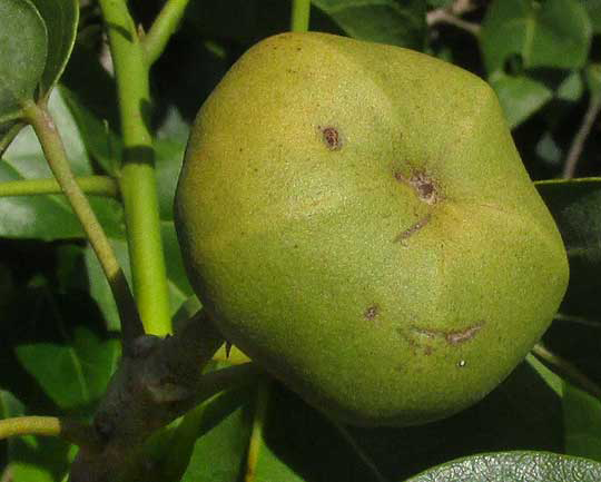 Closer-view-of-fruit-of-Portia-Tree