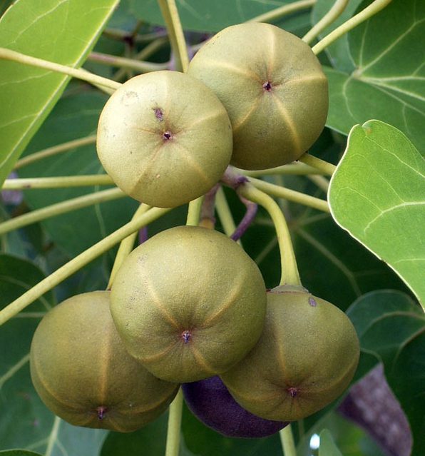 Immature-fruits-of-Portia-Tree