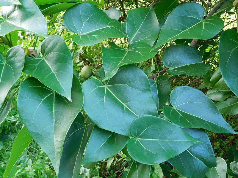 Leaves-of-Portia-Tree