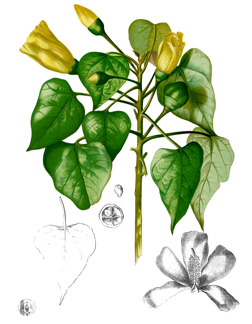 Plant-Illustration-of-Portia-Tree