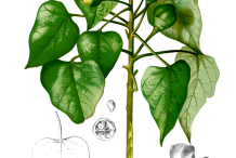 Plant-Illustration-of-Portia-Tree