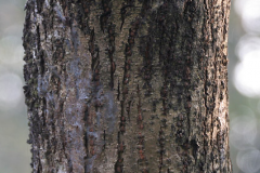 Bark-of-Portia-Tree