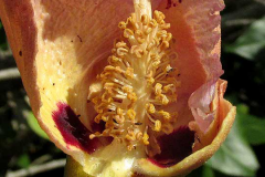 Closer-view-of-flower-of-Portia-Tree