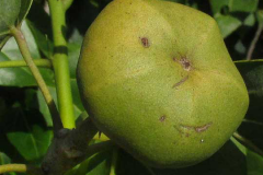Closer-view-of-fruit-of-Portia-Tree
