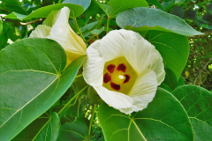 Flower-of-Portia-Tree