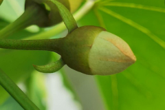 Flowering-bud-of-Portia-Tree