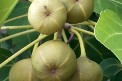 Immature-fruits-of-Portia-Tree