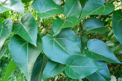 Leaves-of-Portia-Tree
