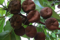 Mature-fruits-of-Portia-Tree