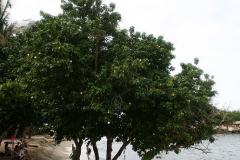 Portia-Tree