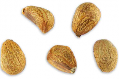 Seeds-of-Portia-Tree