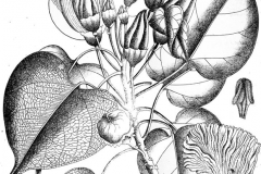 Sketch-of-Portia-Tree