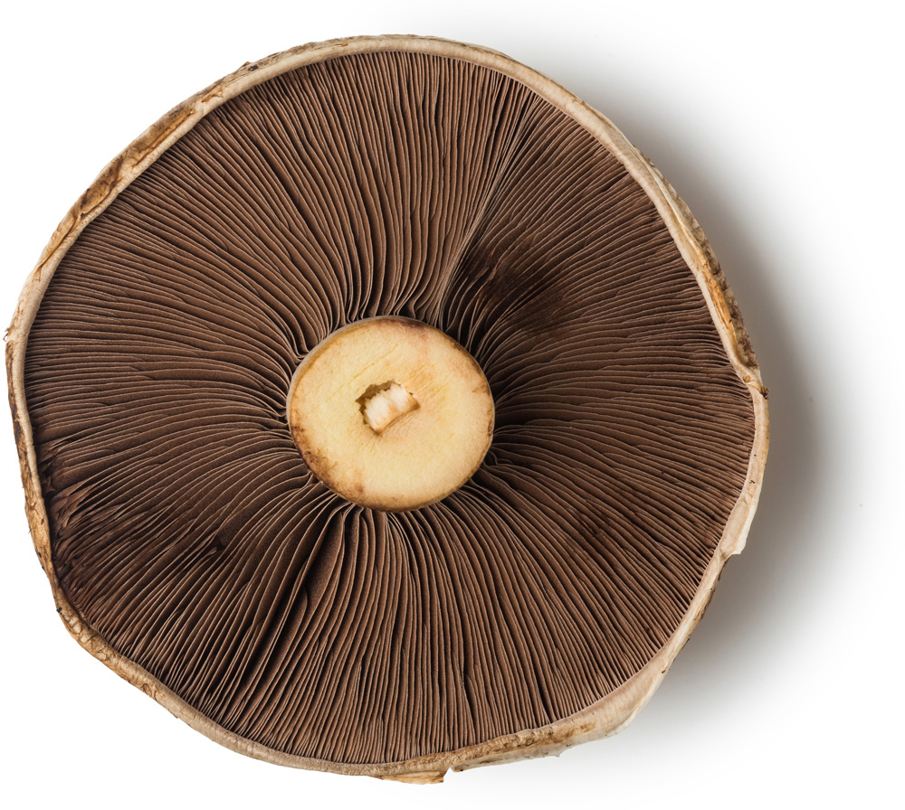 Portobello-mushroom