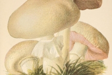 Illustration-of-Portobello-mushroom