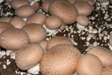 Portobello-mushroom