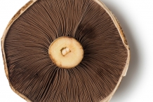 Portobello-mushroom