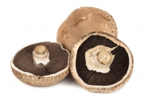 Portobello-mushroom