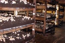Portobello-mushroom-farm