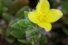 Closer-view-of-flower-of-Four-leafed-Pigweed