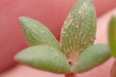 Closer-view-of-leaves-of-Four-leafed-Pigweed