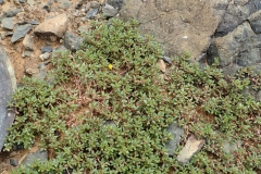 Four-leafed-Pigweed-plant-growing-wild